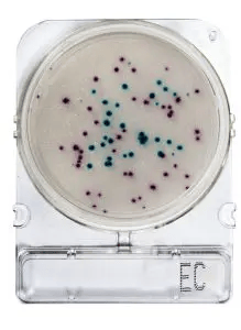 Placas para Determinación de E.Coli y Coliformes x 40 Compact Dry