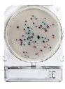 [ORO54052 P40] Placas para Determinación de E.Coli y Coliformes x 40 Compact Dry