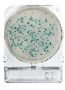 [ORO54053 P40] Placas para Determinación de Coliformes Fecales x 40 Compact Dry