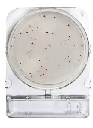 [ORO54061 P40] Placas para Determinación de Heterotróficas para Agua x 40 Compact Dry