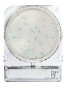 [ORO54068 P40] Placas para Determinación de Bacillus Cereus x 40 Compact Dry