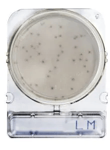 Placas para Determinación de Listeria Monocytogenes x 40 Compact Dry