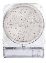 [ORO54051 P40] Placas para Determinación de Recuento Total x 40 Compact Dry