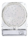 [ORO54057 P40] Placas para Determinación de Staphilococcus x 40 Compact Dry