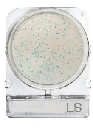 [ORO54060 P40] Placas para Determinación de Listeria Especie x 40 Compact Dry