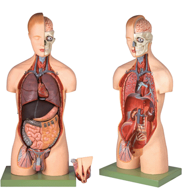 Torso Bisexuado Desmontable en 20 Partes para Enseñanza