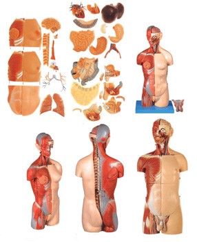 Torso Bisexuado Desmontable en 32 Partes para Enseñanza