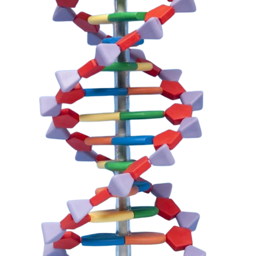 [ZONAMDNA06022] Mini ADN Avanzado de 22 Pares de Bases