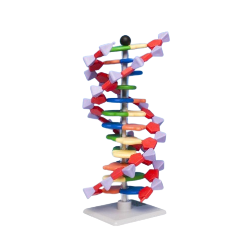[ZONAMDNA0612] Mini ADN Avanzado de 12 Pares de Bases
