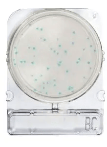 [ORO54068 P40] Placas para Determinación de Bacillus Cereus x 40 Compact Dry